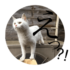 [LINEスタンプ] 毎日癒し猫2