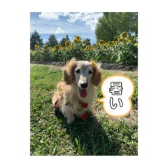 [LINEスタンプ] さくらちゃんのstamp