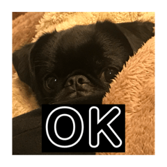 [LINEスタンプ] 私のあいけんちゃんたちだよ