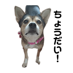 [LINEスタンプ] 雑種犬あいちゃんのスタンプ 2