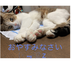 [LINEスタンプ] ฅ^._.^ ฅ