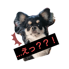 [LINEスタンプ] ワンコ盛