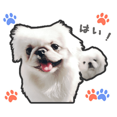 [LINEスタンプ] ペキニーズのハナマルヒナタロ（ハナマル）