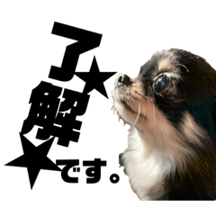 [LINEスタンプ] 犬のキアラ