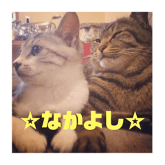[LINEスタンプ] つぶにゃー