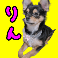 [LINEスタンプ] りんちゃんは犬です