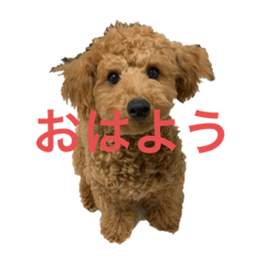 [LINEスタンプ] モコの素晴らしいスタンプ