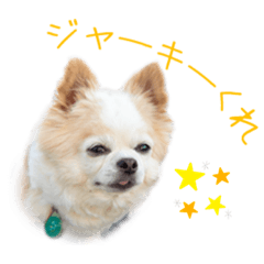 [LINEスタンプ] のめしこきチワワ