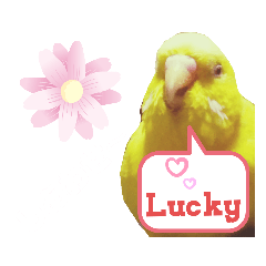 [LINEスタンプ] インコのMAXくん10