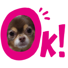 [LINEスタンプ] ちわわスタンプ 茶助＆ころ助
