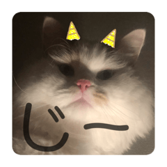 [LINEスタンプ] もふもふなえるちゃん