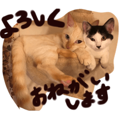 [LINEスタンプ] コタハナにゃん日常で使える