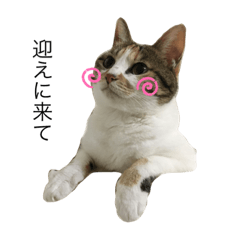 [LINEスタンプ] みみちゃぶ