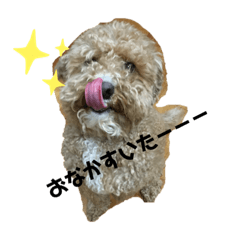 [LINEスタンプ] トイプードル❁︎RIKU❁︎