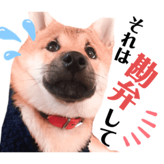 [LINEスタンプ] 柴犬風太スタンプ