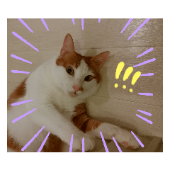 [LINEスタンプ] にゃんとも猫スタンプ
