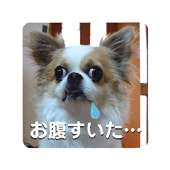 [LINEスタンプ] チワワのピノ君スタンプ01