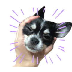 [LINEスタンプ] チワワのトロロとたまにパンちゃん