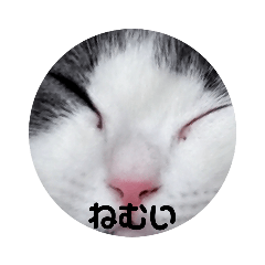 [LINEスタンプ] にゃんともかんとも