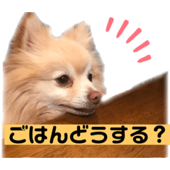 [LINEスタンプ] ユーザー目線のポメラニアン
