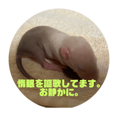 [LINEスタンプ] 可愛げのないファンシー ラット第1弾