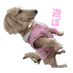 [LINEスタンプ] あかね_730ばじる