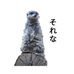 [LINEスタンプ] 動物園の愉快な仲間たち1
