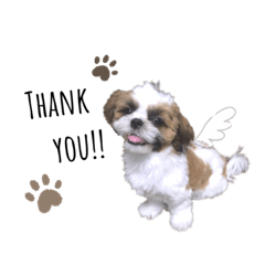 [LINEスタンプ] シーズーのリルちゃん