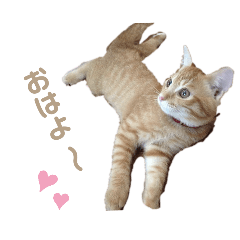 [LINEスタンプ] 猫写真スタンプ❤️保護猫達の日常会話