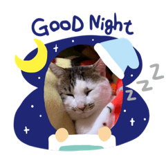 [LINEスタンプ] ミーちゃんの癒しスタンプ♪