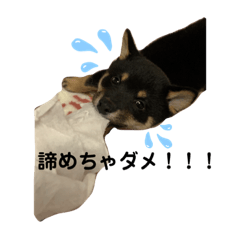 [LINEスタンプ] 豆柴サラ♂〜仔犬時代②〜