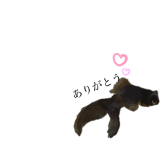 [LINEスタンプ] てがきときんぎょ。