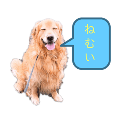 [LINEスタンプ] 愛犬 ゴールデンレトリバー