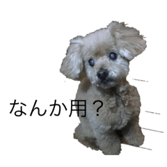 [LINEスタンプ] あんずちゃんスタンプ2020