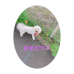 [LINEスタンプ] 愛犬ちーちゃん