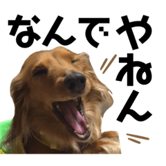 [LINEスタンプ] スケベな犬のコーチ