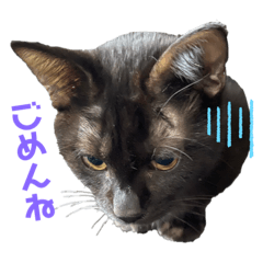 [LINEスタンプ] 黒猫じんたろう