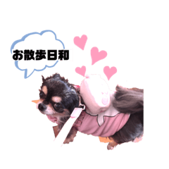 [LINEスタンプ] チワワのASUKA(⸝⸝›_‹⸝⸝)