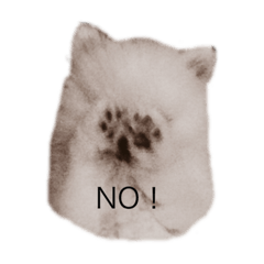 [LINEスタンプ] Pomeranianlover