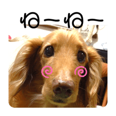 [LINEスタンプ] ぽんちゃん0120
