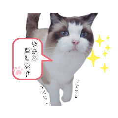 [LINEスタンプ] ねこにゃん☆仲良し☆日常会話☆