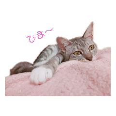 [LINEスタンプ] ししゃもスタンプ！