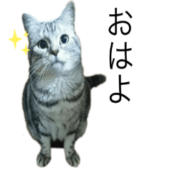 [LINEスタンプ] 我が猫の感情スタンプ