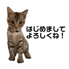 [LINEスタンプ] 子猫のダンくん