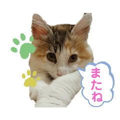 [LINEスタンプ] 三毛猫のルルちゃん
