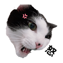 [LINEスタンプ] KOCOSHACHO 1