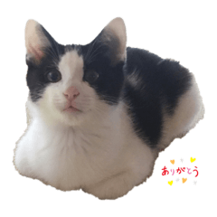 [LINEスタンプ] コッコロん