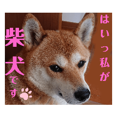 [LINEスタンプ] 柴犬さくらの のんびりスタンプ。
