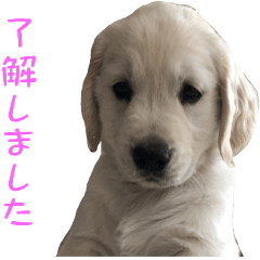 [LINEスタンプ] ゆるゆるゴールデンレトリバー