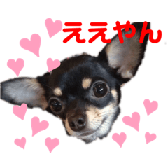 [LINEスタンプ] チワワ・チワックス大家族①